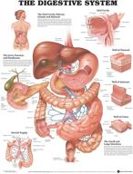 🔬 the anatomical chart of the digestive system logo