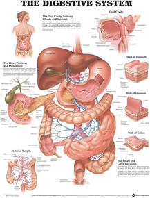 img 1 attached to 🔬 The Anatomical Chart of the Digestive System