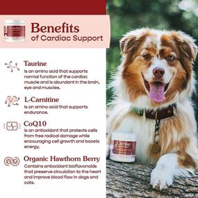 img 1 attached to 🐾 FERA Cardiac Support Supplement - Taurine, L-Carnitine, CoQ10, Organic Hawthorn Berry, Vitamin E - Promotes Cardiovascular Health & Healthy Circulation for Dogs & Cats