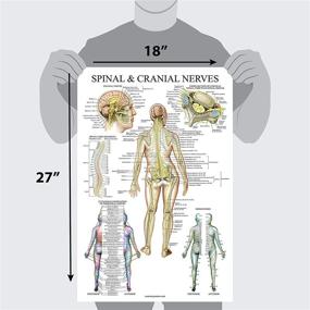 img 2 attached to Anatomical Chart of Spinal Nerves and Dermatomes