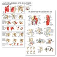 enhanced understanding of shoulder injuries with anatomical laminated science education pack logo