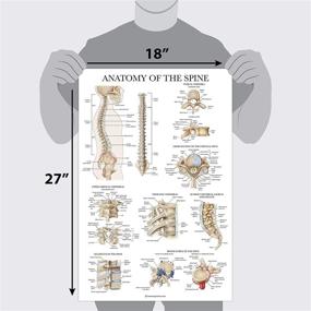 img 3 attached to 📚 Laminated Anatomical Spine Anatomy Poster - Enhanced for SEO