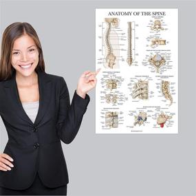img 1 attached to 📚 Laminated Anatomical Spine Anatomy Poster - Enhanced for SEO