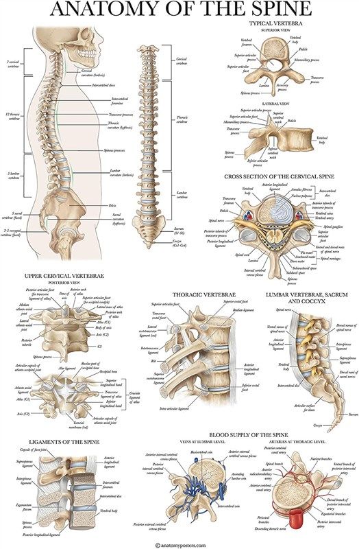 Anatomy Spine Poster Laminated Anatomical Reviews & Ratings | Revain