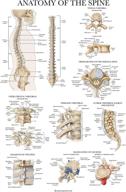 📚 laminated anatomical spine anatomy poster - enhanced for seo logo