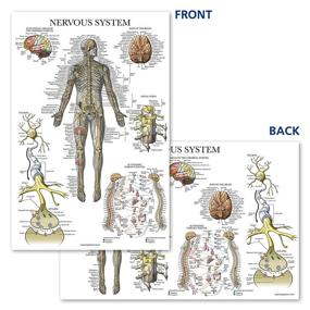 img 1 attached to Nervous System Anatomy Poster: Anatomical Guide for Comprehensive Understanding