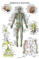 nervous system anatomy poster: anatomical guide for comprehensive understanding logo