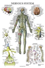 img 4 attached to Nervous System Anatomy Poster: Anatomical Guide for Comprehensive Understanding