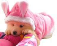 nacoco dog rabbit costume: adorable hoodies coat for 🐰 small dogs & cats - perfect for autumn, winter & halloween logo