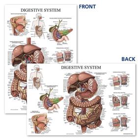 img 2 attached to Laminated Digestive System Anatomical Chart