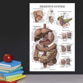 img 1 attached to Laminated Digestive System Anatomical Chart
