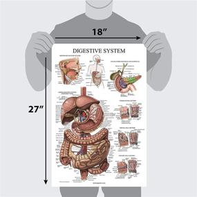 img 3 attached to Laminated Digestive System Anatomical Chart