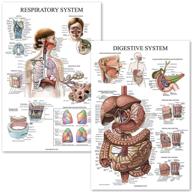 digestive system respiratory anatomy posters logo