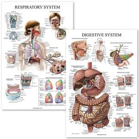 img 4 attached to Digestive System Respiratory Anatomy Posters