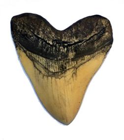 img 1 attached to 🦈 Megalodon Massive White Shark Tooth