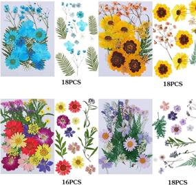 img 1 attached to 🌸 Timtin 151 Pieces Natural Real Dried Flowers with Butterfly Stickers, Tweezers - DIY Art Crafts, Candle Making, Scrapbooking, Resin Jewelry Decorations