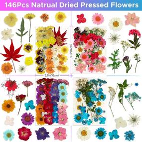 img 2 attached to 🌸 Real Natural Dried Pressed Flowers: Bulk Kit for Resin, Candle, Soap Making & Crafts