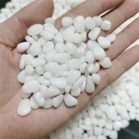 img 2 attached to 🪨 Tonmp 2 lb Natural Polished White Stones: Perfect Gravel Size River Rock Pebbles for Succulents, Cactus, Bonsai - Decorative Fillers for Aquariums and Terrariums
