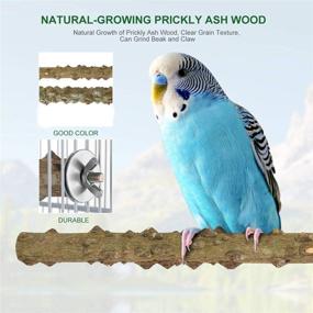 img 3 attached to Cestbella Parrot Perches Set of 4 Natural Wood Branch Bird Cage Accessories for Parakeet, Budgies, Lovebirds - Ideal Parrot Stand Pole Toy Perches