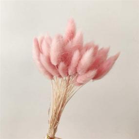 img 2 attached to 🌾 50PCS Lagurus Ovatus Rabbit Tail Dried Flowers for Home Decor, Real Eternal Flower Bouquets with Dried Grass, Photo Props for Weddings and Parties