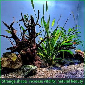 img 2 attached to 🐠 WDEFUN Large Natural Coral Driftwood for Aquarium Decorations - 9-14 Inch Length - Pack of 2 Pieces - Ideal for Fish Tanks and Reptile Tanks
