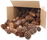 🌲 apol total 200 pcs natural mini pinecones maple fruit ornaments set - ideal for vase fillers, photo props, diy home house christmas decoration crafts logo