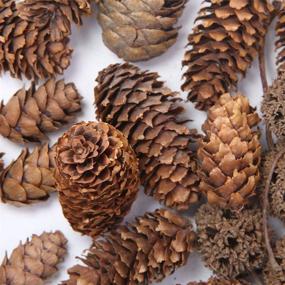 img 2 attached to 🌲 Apol Total 200 Pcs Natural Mini Pinecones Maple Fruit Ornaments Set - Ideal for Vase Fillers, Photo Props, DIY Home House Christmas Decoration Crafts