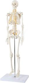 img 4 attached to 🦴 Ось научная съемная справочная модель скелета