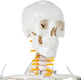 img 1 attached to 🦴 Axis Scientific Removable Reference Skeleton