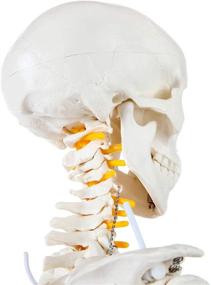 img 2 attached to 🦴 Axis Scientific Removable Reference Skeleton