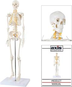 img 3 attached to 🦴 Ось научная съемная справочная модель скелета