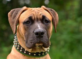 img 1 attached to 🐶 Bestia Stud Genuine Leather Collar for Big Dogs - 2.5 inch Width, Soft Padded, Highly Durable and Comfortable - Handcrafted with Guarantees, Ideal for Pitbulls, Cane Corsos, Rottweilers, Bullies, Amstaffs