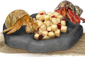 img 4 attached to SunGrow Small Hermit Crab Feeding Bowl, 5.5” x 🐚 5” x 1”, Charcoal Color, Pack of 1 - Improved SEO