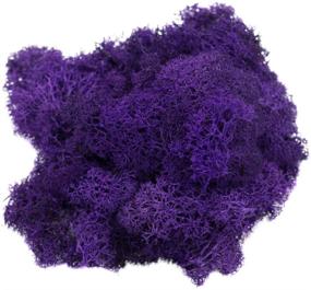 img 1 attached to 🌿 Reindeer Moss Preserved: 2 oz of Purple Colored Moss for Fairy Gardens, Terrariums, and Crafts, with Free Nautical eBook by Joseph Rains