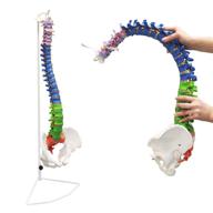 👨 herniated vertebrae education for chiropractors - ultrassist logo