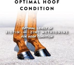 img 1 attached to Manna Pro Sho-Hoof Supplement: 5-Pound Biotin and Zinc Methionine for Optimal Horse Hoof Health