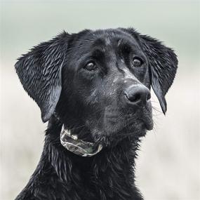 img 3 attached to 🐶 Enhanced WetlandHunter 425X Add-A-Dog Collar by SportDOG Brand - Extra Collar for Your Remote Trainer - Waterproof, Rechargeable with Tone, Vibration, and Shock