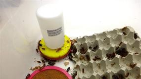 img 3 attached to Carolina Cricket/Roach Waterer: Enhance Hydration with 1 Replacement Sponge