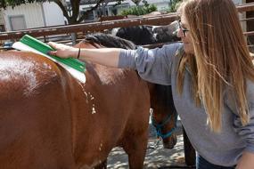 img 1 attached to 🐴 One Pass Sweat Scraper: Efficient Horse & Livestock Body Blade