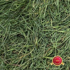 img 1 attached to Ultra Premium Hand Packed Soft Orchard Grass by Rabbit Hole Hay - Ideal for Small Pet Rabbits, Chinchillas, and Guinea Pigs