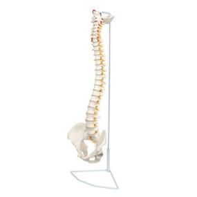 img 4 attached to Explore Axis Scientific's Flexible Vertebral Arteries for In-Depth Anatomy Study