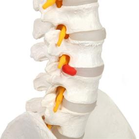 img 1 attached to Explore Axis Scientific's Flexible Vertebral Arteries for In-Depth Anatomy Study