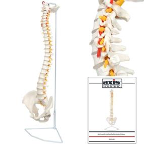 img 2 attached to Explore Axis Scientific's Flexible Vertebral Arteries for In-Depth Anatomy Study