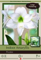 🌺 exceptional picotee giant dutch amaryllis - extra large bulb: blooming brilliance at its best! logo