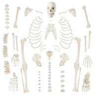 🦴 halloween anatomical disarticulated skeleton, articulated logo