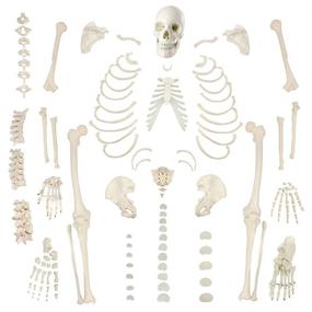 img 4 attached to 🦴 Halloween Anatomical Disarticulated Skeleton, Articulated