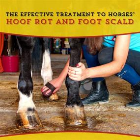 img 2 attached to 👣 Dr. Naylor Hoof 'N Heal: Effective Foot Rot & Wound Care for Sheep, Goats, Cows, and Horses – 16oz – 1 pack