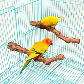 img 2 attached to Premium Natural Grapevine Bird Perch Stands 🐦 for Parrot Cages: Enhance Your Bird's Cage Accessories