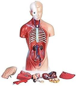 img 1 attached to 🧠 Detachable Educational Anatomical Internal Teaching Tool