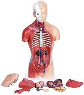 🧠 detachable educational anatomical internal teaching tool logo